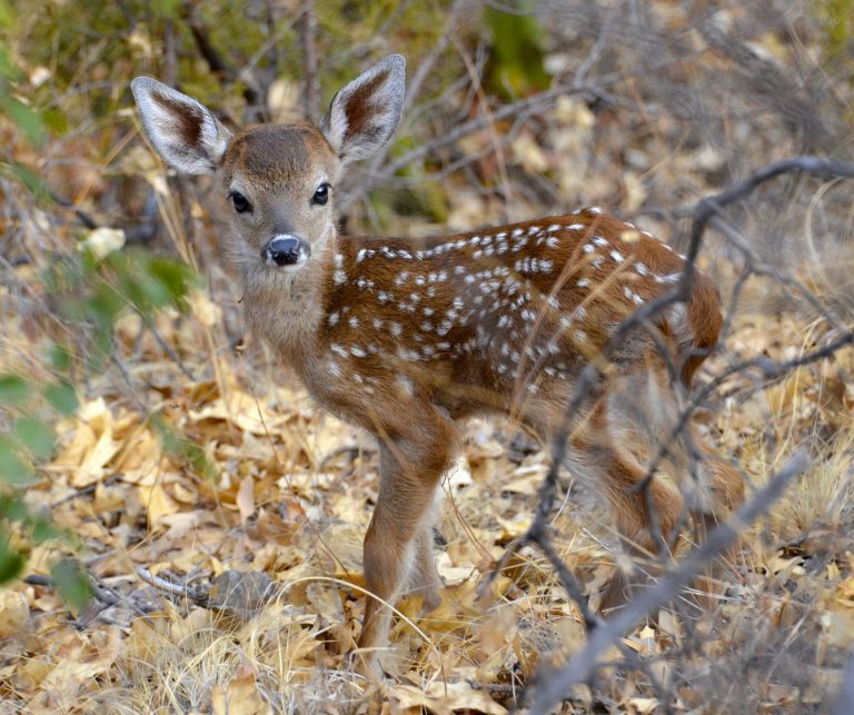 Conservation Officers Remind Public to Stay Clear During Fawning Season