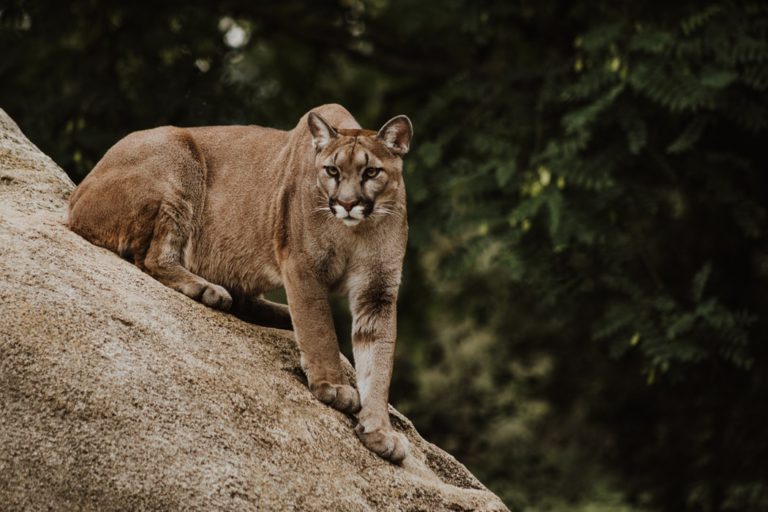 Upper part Pulpit Rock hiking trail closed due to cougar sighting