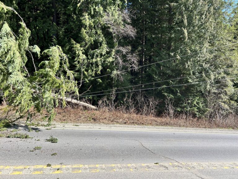 BC Hydro says drought-weakened trees can worsen storm impacts