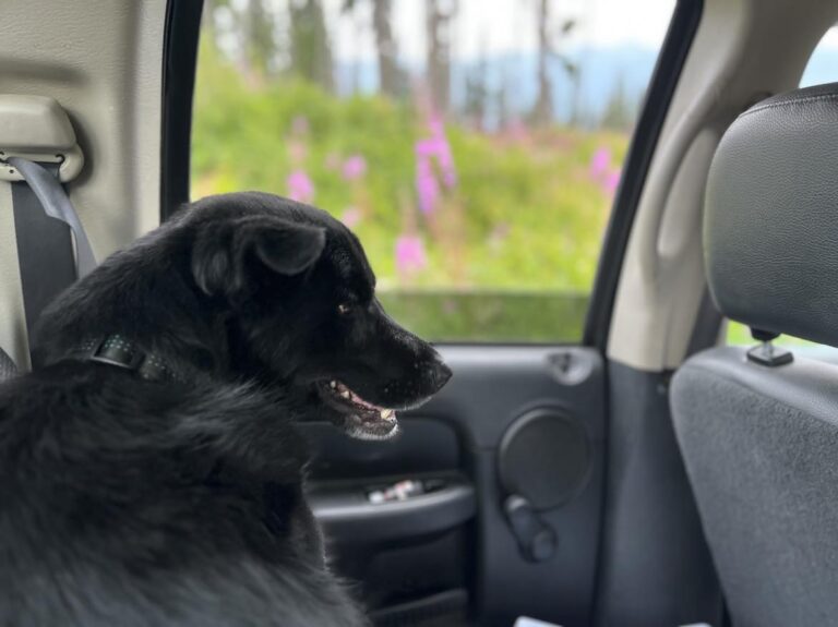 "It only takes 10 minutes": BC SPCA on the dangers of leaving pets in hot vehicles this summer