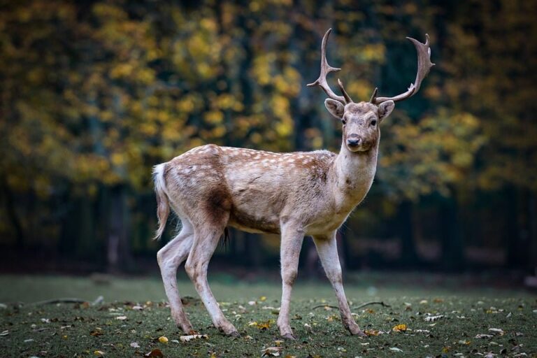 Fourth case of chronic wasting disease found south of Cranbrook