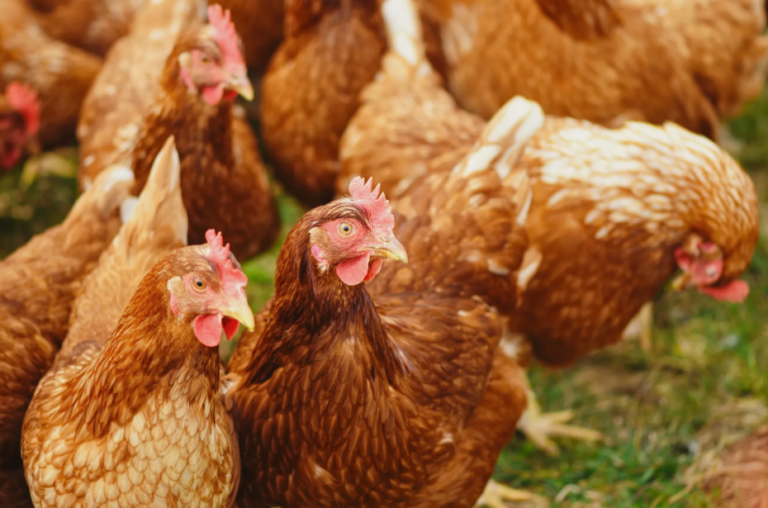 Avian influenza detected within the Kootenays