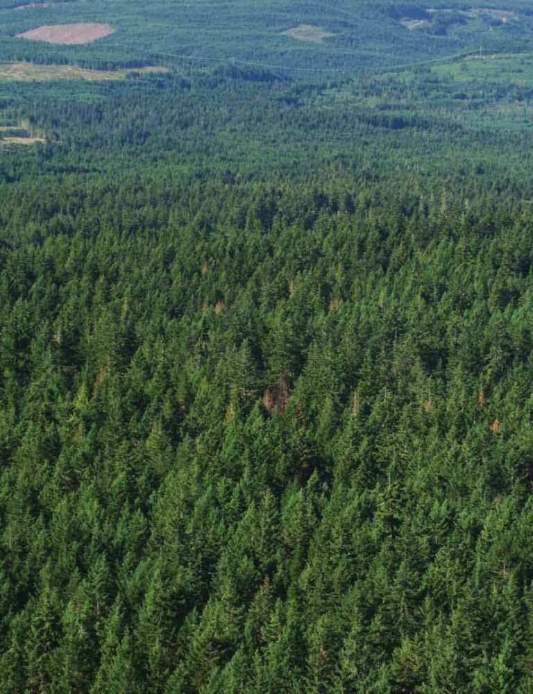 COFI “disappointed” by absence of support for Forestry Sector in BC Budget 2025