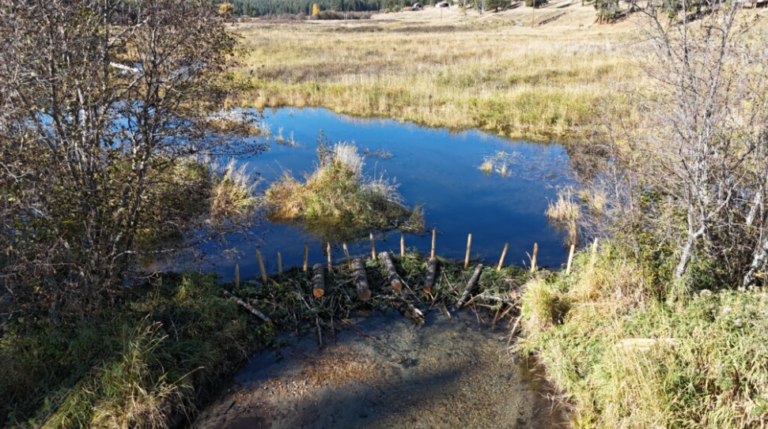 Artificial beaver dams help restore wetlands, habitat for Canada’s national animal